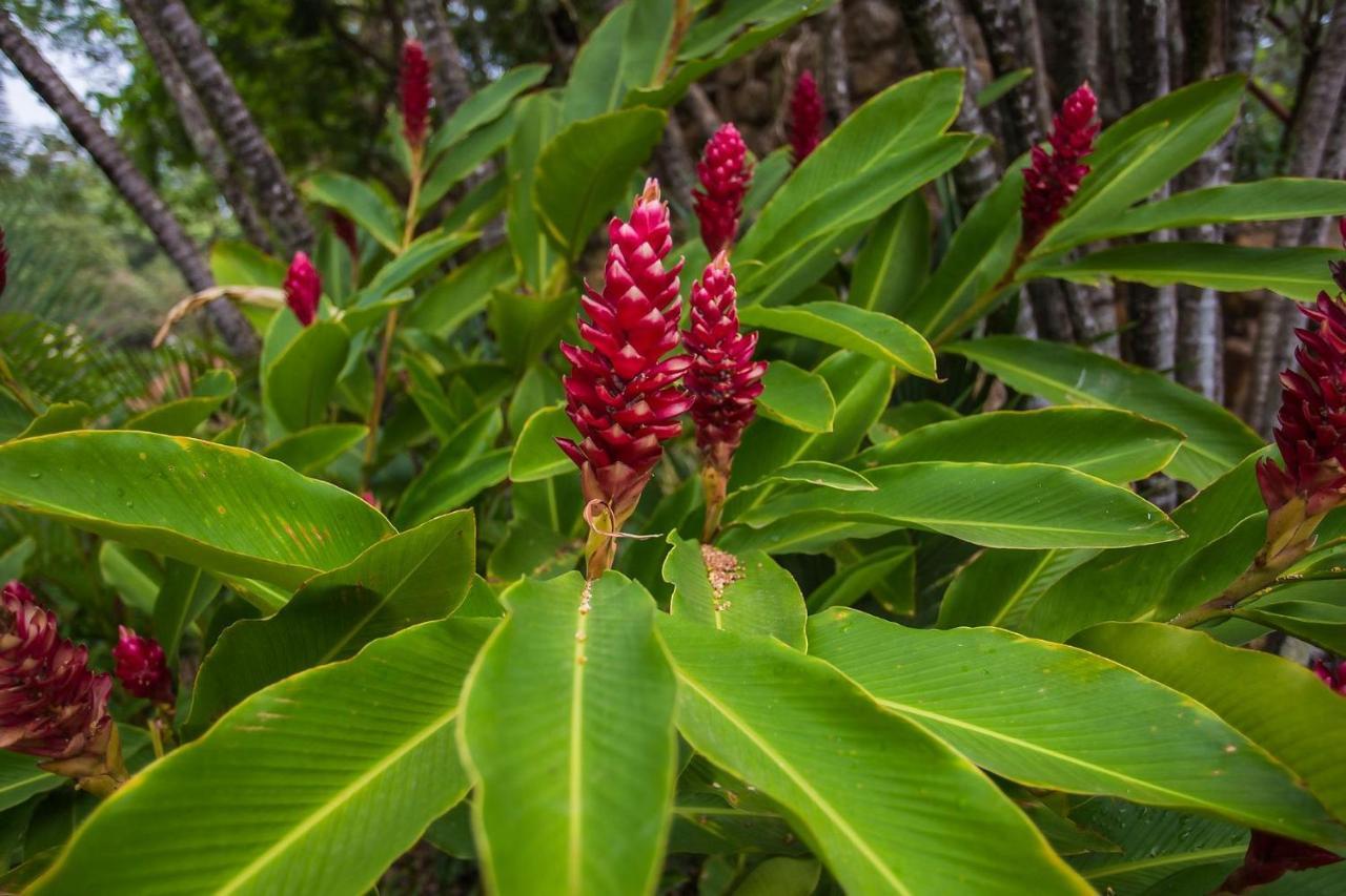 Diroma Fiori Daire Caldas Novas Dış mekan fotoğraf